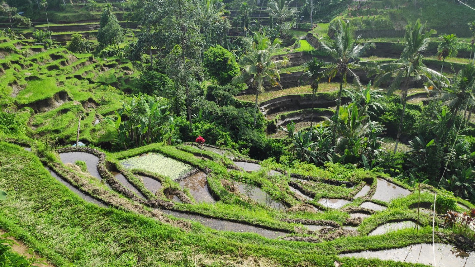 Rice terraces and jungle in Ubud